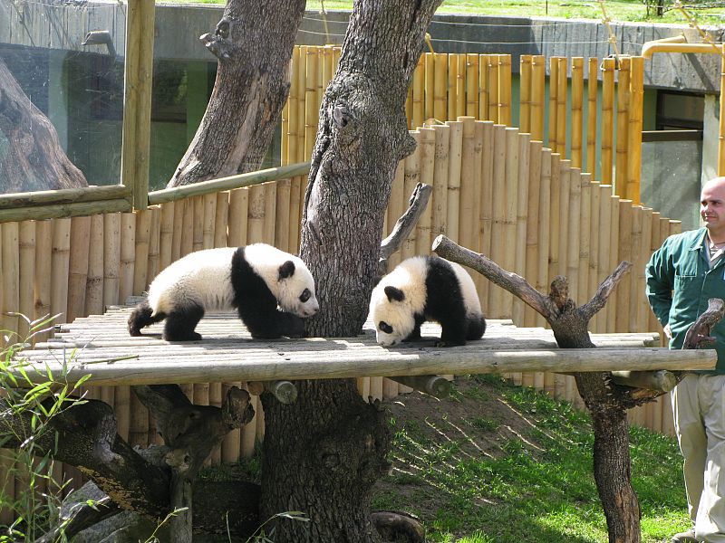 Po y De De se han convertido en dos ejemplares extraordinarios de oso panda y ya pesan unos 12 kilos cada uno