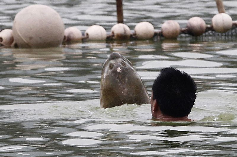 El animal tiene unos 100 años, pesa unos 200 kilos y la cabeza tiene el tamaño como la de un humano.