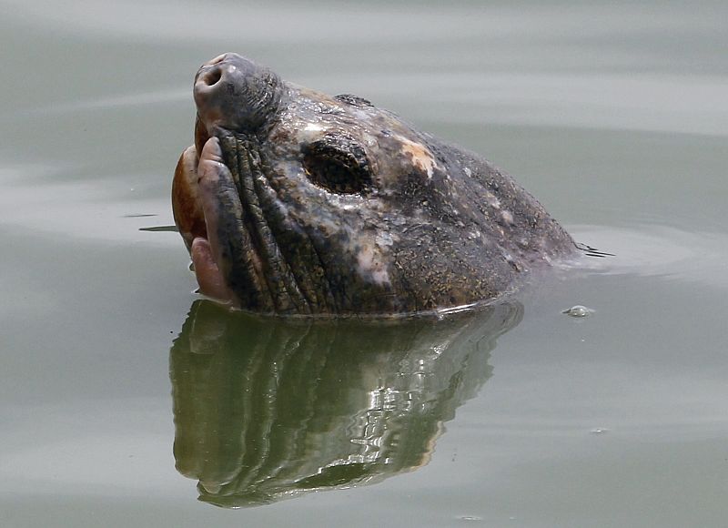 "El bisabuelo". Así se conoce a esta tortuga gigante en el céntrico lago de Hanoi del que ha sido rescatada. Han sido necesarios dos intentos para sacarla del agua y poder ponerla en tratamiento veterinario