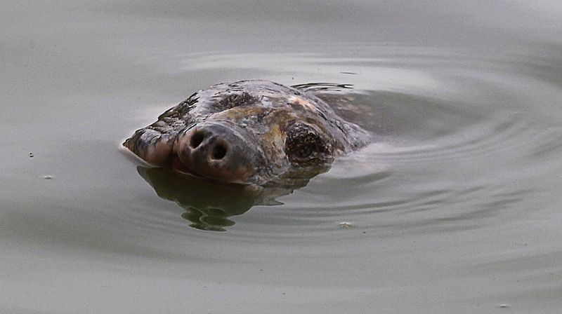 En general la tortuga solo emerge en raras ocasiones. Pero en los últimos tiempos ha dejado verse más de lo habitual en la superficie del lago, algo que ha preocupado a los expertos.