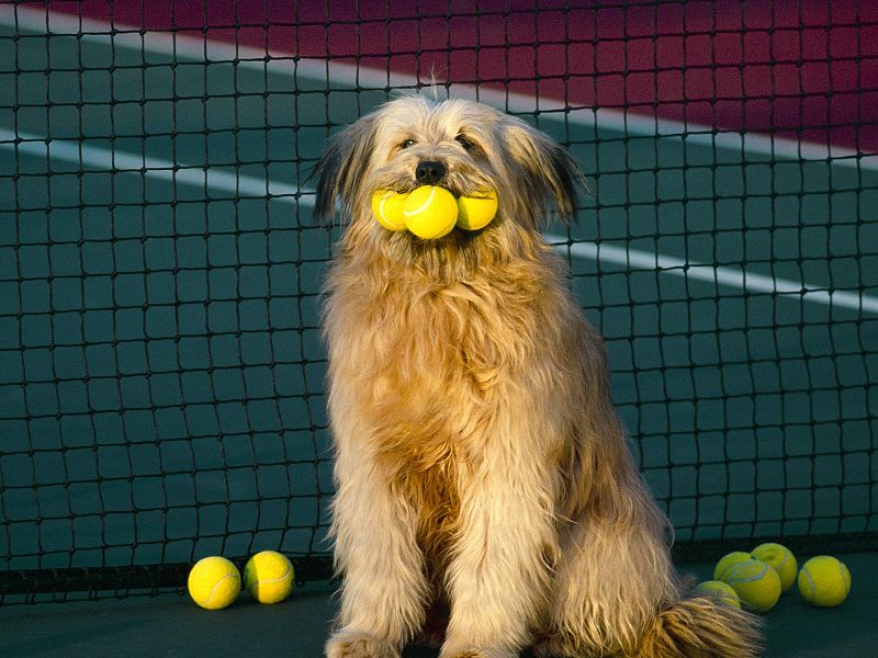 Manda tu mejor foto de tenis.