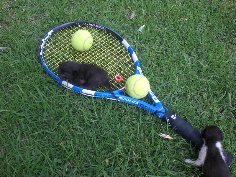 Los gatos mas pequeños también pueden aprender a jugar a tenis.