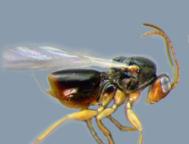 Una de las nuevas especies de avispas descubiertas en Panamá