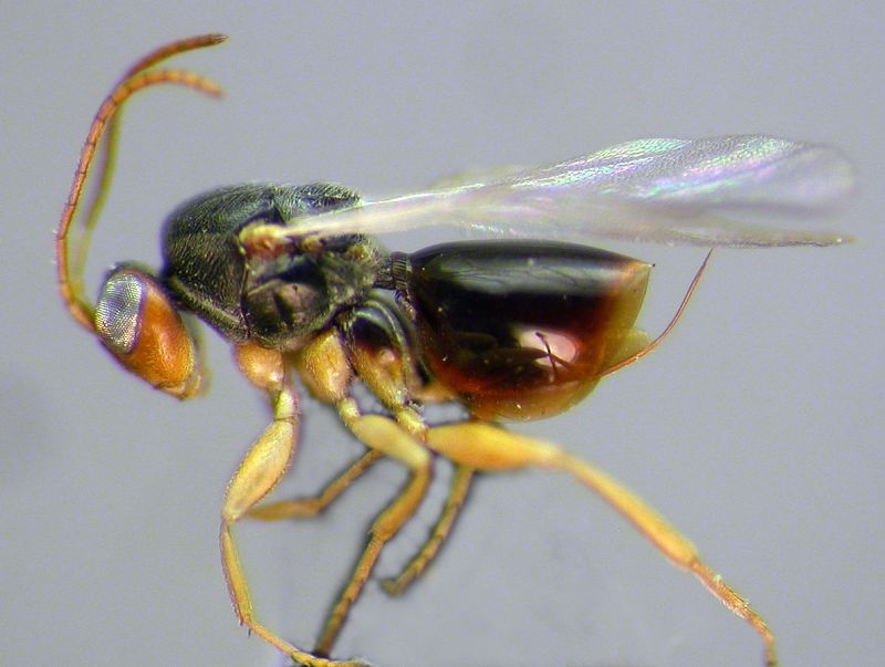 Las ocho especies han sido localizadas en las agallas de seis variedades de árboles del género 'Quercus'