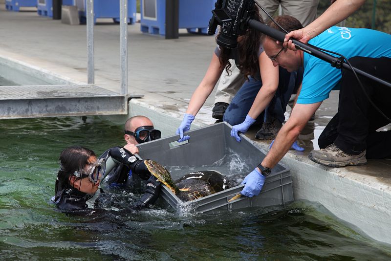 En movimiento con - Tortuga