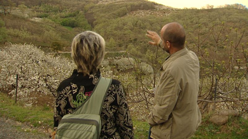 Más cerezos y menos robles