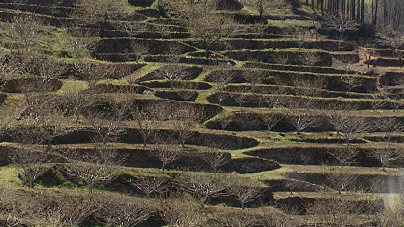El cultivo del cerezo está en expansión