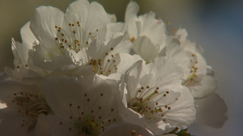 La flor del cerezo