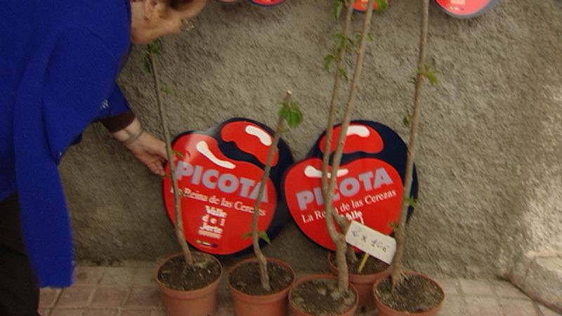 El Valle del Jerte vive de la cereza