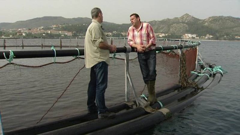 La empresa North West Food y la Conselleria del Mar insisten en que la acuicultura del salmón no contamina