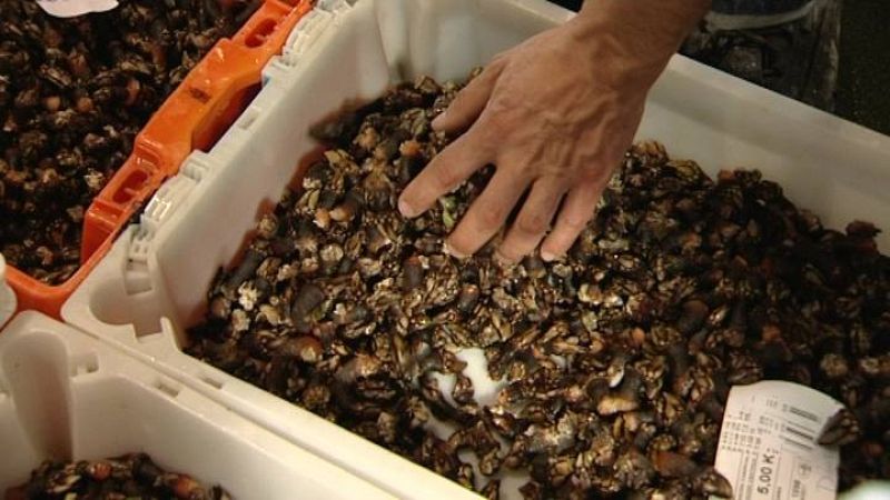  Cofradías, organizaciones ambientalistas y algunos científicos advierten que la pesca típica de la Ría se verá afectada