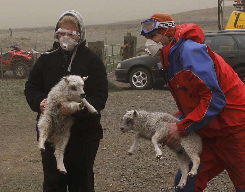 Los granjeros de las poblaciones cercanas al volcán islandés Grimsvotn tratan de rescatar a su ganado de la nube de ceniza.