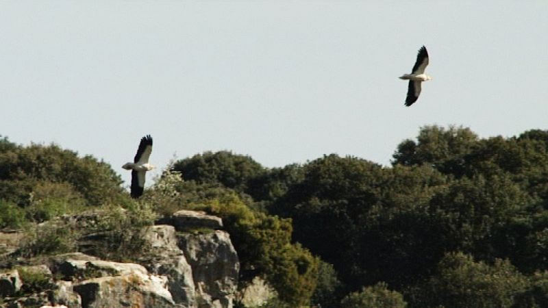 Pareja de alimoches en vuelo