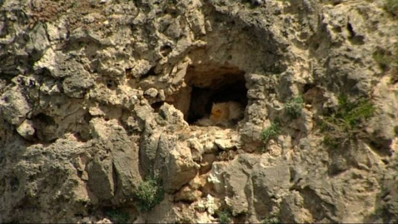  Un alimoche incubando en el nido