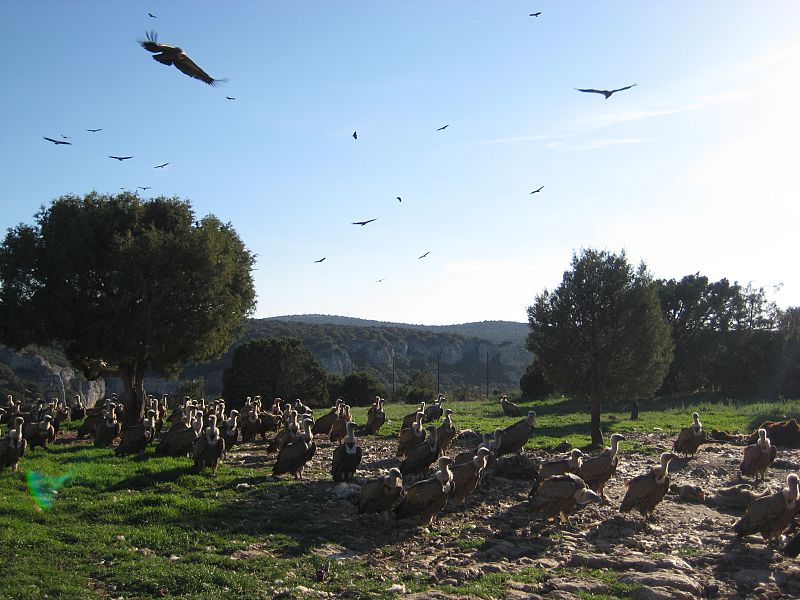 El muladar se llena de buitres