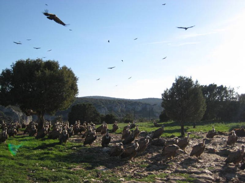 El muladar se llena de buitres