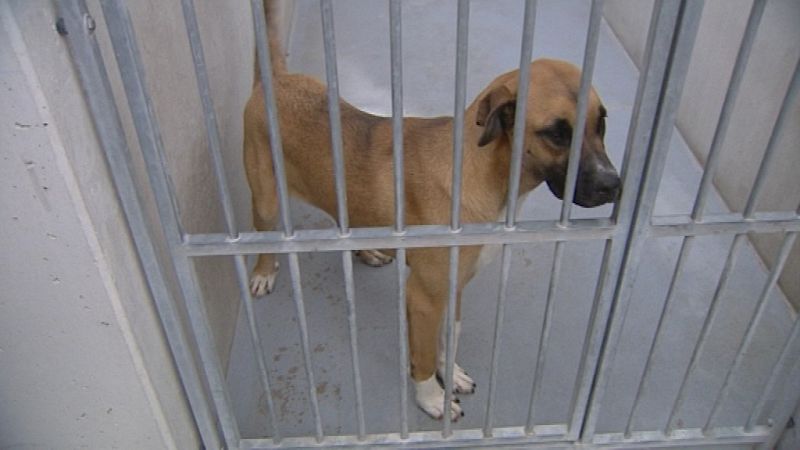 Este es el prototipo de perro que habita en las perreras, mestizos que provienen de camadas indeseadas