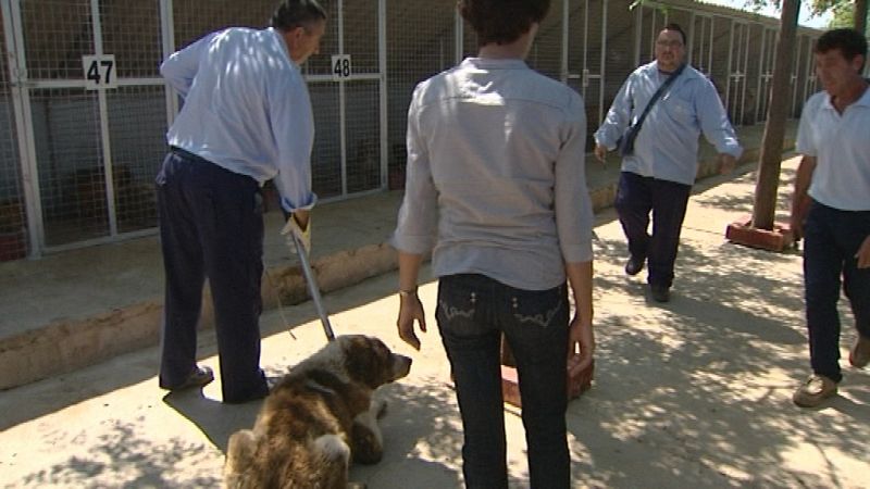 Los laceros de la Diputación de Badajoz conducen hacia la jaula a un perro que acaba de llegar a la perrera