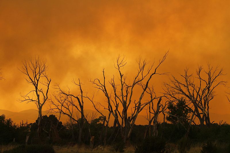 El humo del incendio de Wallow Wildfire envuelve los árboles de Eagar, Arizona, EE.UU.