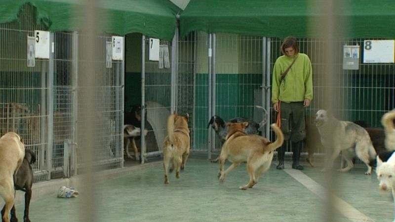 Los perros de este refugio catalán dejan sus jaulas para campar libremente por el patio central