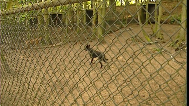 Este refugio holandés cuenta con grandes patios para potenciar el bienestar animal