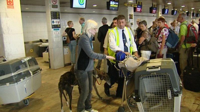 Galgos 112 prepara el pasaporte de los perros que van a viajar hasta Holanda para ser adoptados