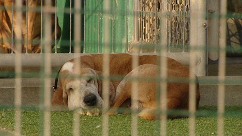 En Cataluña se prohibe la eutanasia para gestionar el excedente de perros y gatos de las perreras