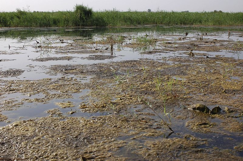CONTAMINACIÓN EN LAS TABLAS DE DAIMIEL