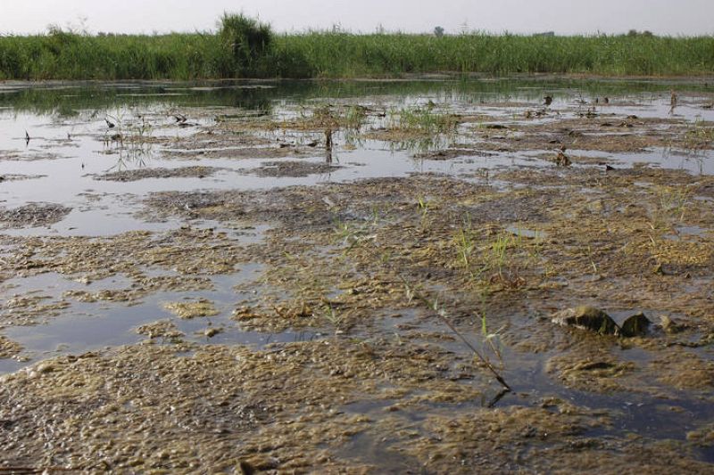 CONTAMINACIÓN EN LAS TABLAS DE DAIMIEL