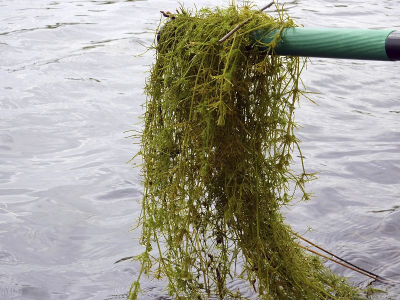 CONTAMINACIÓN EN LAS TABLAS DE DAIMIEL