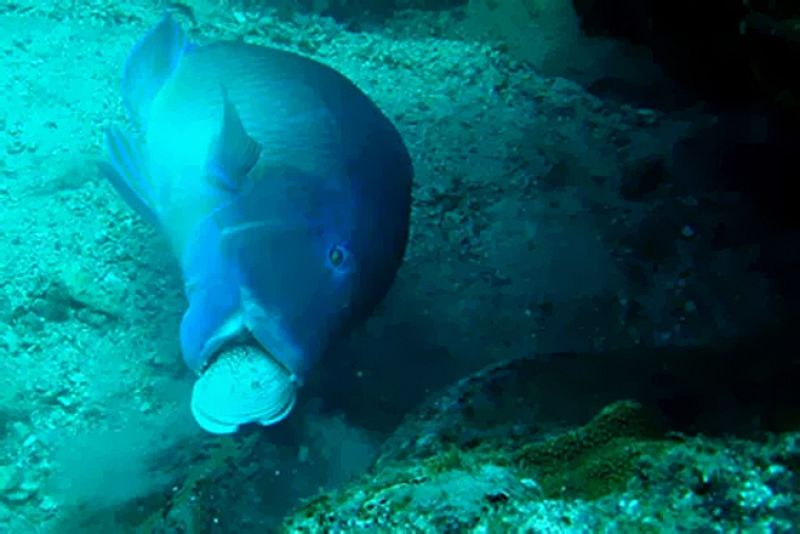 Este pez de la gran barrera de coral australiana golpea la almeja contra las rocas hasta que se rompe la concha para comerse al bivalvo de su interior