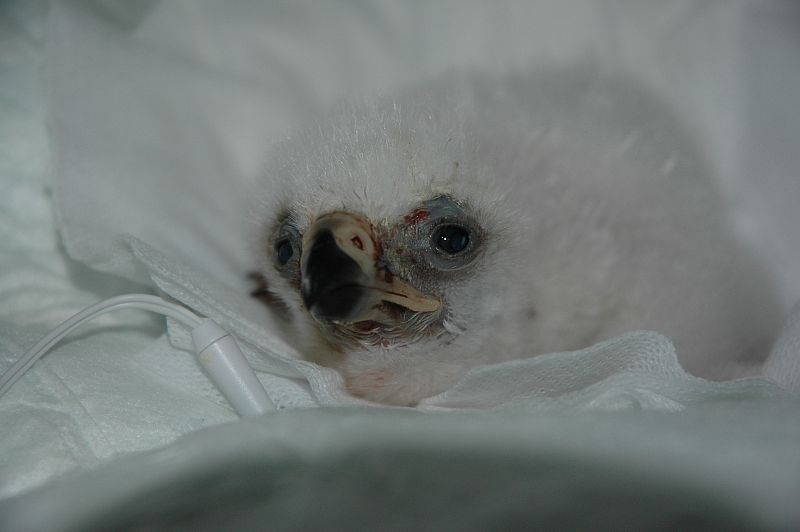 El pollo, un día después de su nacimiento.