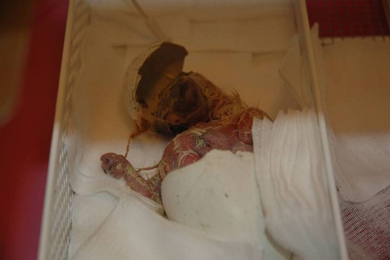 María Airam, el primer águila imperial nacida en cautividad, eclosiona en una incubadora.