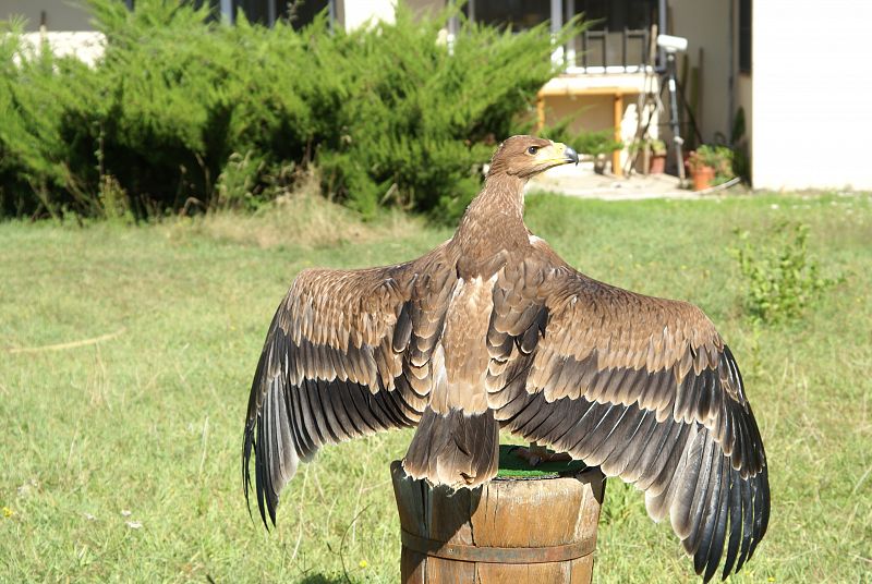 70 días después, el águila imperial hace sus primeros intentos de vuelo.