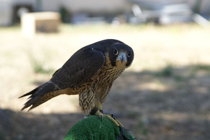 El CERI de Sevilleja de la Jara está logrando criar numerosas especies en cautividad, como este halcón peregrino.