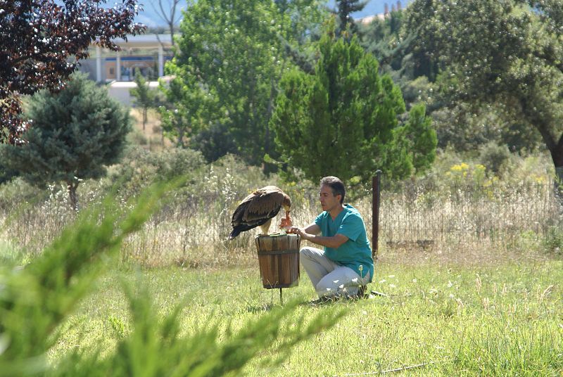 El polluelo de águila imperial come de la mano del veterinario Juan Manuel Blanco.