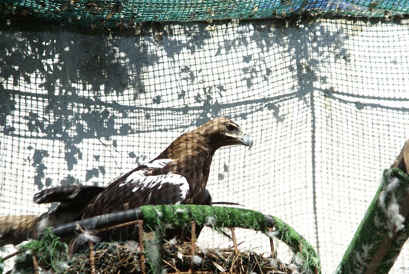 La madre biológica de María es un ejemplar herido por electrocución.