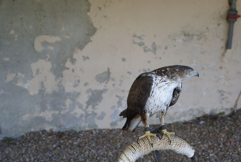 Ulises, nacido en 2003 en Sevilleja, fue el primer águila perdicera reproducida en cautividad.