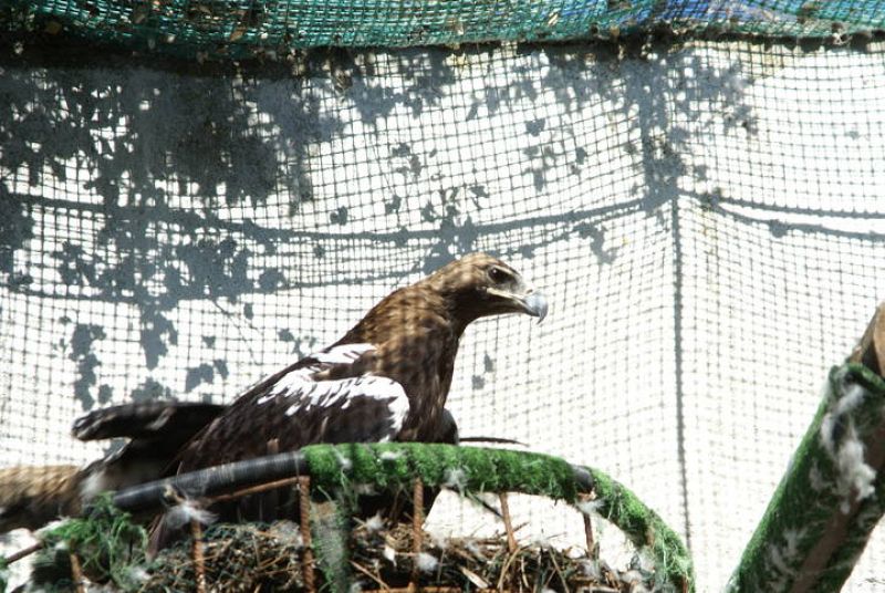 La madre biológica de María es un ejemplar herido por electrocución.