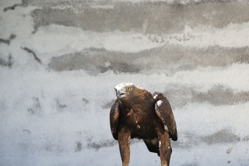 Cuenca, un ejemplar de águila real nacido en el CERI de Sevilleja.