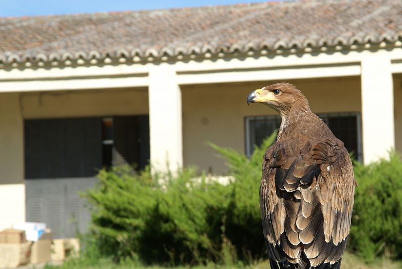María Airam es el primer ejemplar de águila imperial reproducida en cautividad.