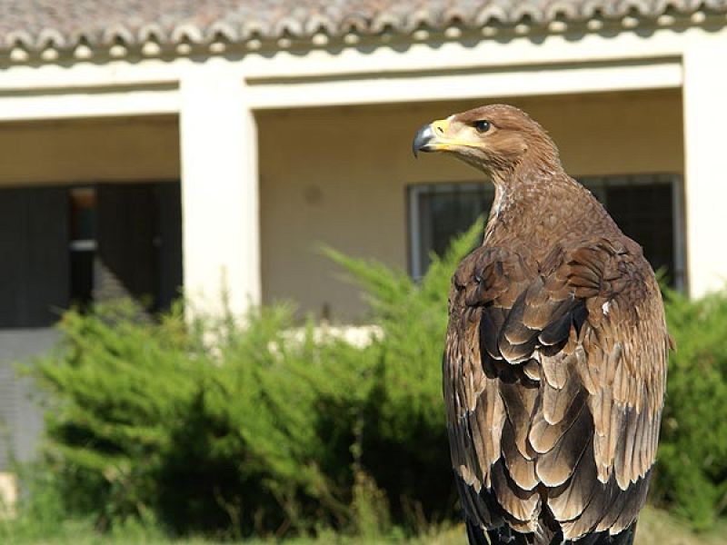 María Airam es el primer ejemplar de águila imperial reproducida en cautividad.