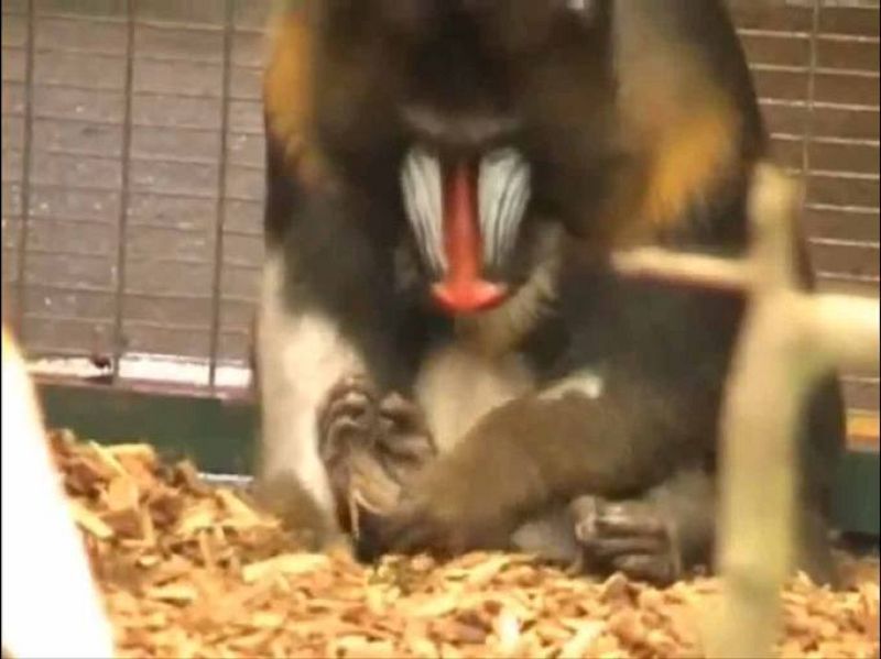 Un mandril limpiando sus pies