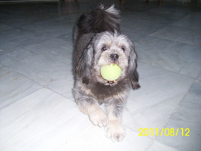 A la perrita Tsuki le encanta jugar con la pelota