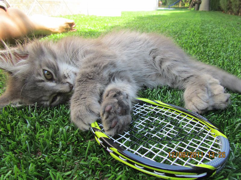 Mi gato jugando con una mini raqueta