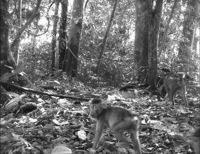 Macaco cola de cerdo sureño