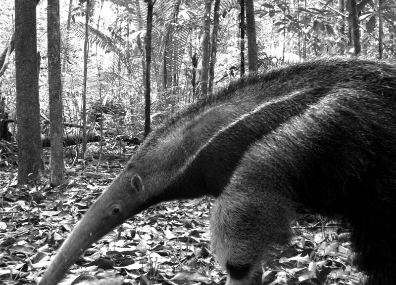 Oso hormigero gigante