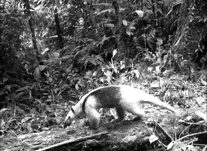 Tamandua mexicano