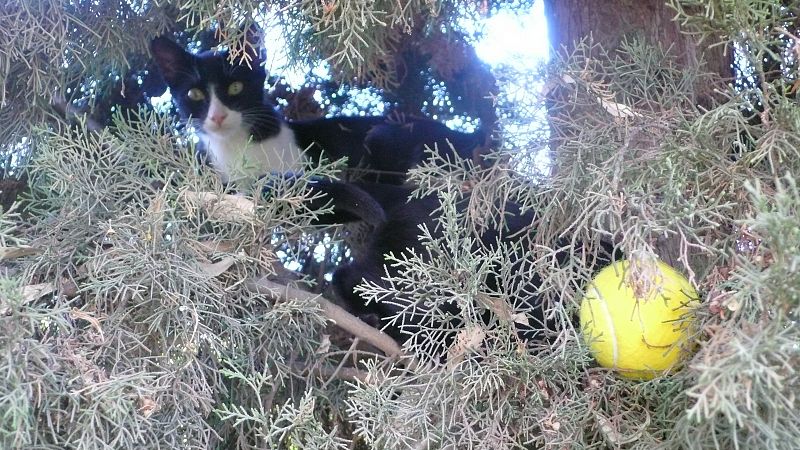 Nuestro recogepelotas felino para las supercañas de principiantes