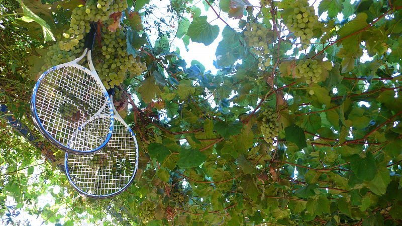 Raqueta vinícola, cosecha 2011, madurando al sol de agosto: la mejor opción para la revancha